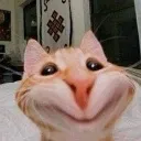 cat_hihi