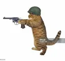 soldier_cat