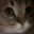 meow meow