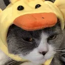 duck_cat
