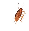 roachdance