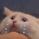 cat_crying2 cat_crying2