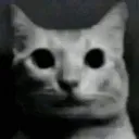 meow139_gskk