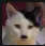 catler catler
