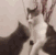 cat_fight