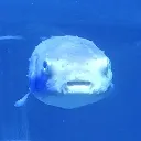 PufferfishGasp