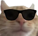 CatCool