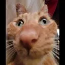 sillycat