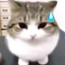 cat_sweatdrop