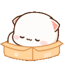 box_catnap