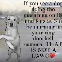 ifuseeadogdoingthemacarenaat3amt