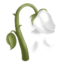 white_rose
