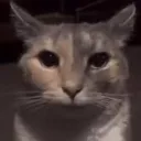 coolcat
