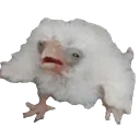 augh