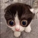 MONKA