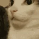 shhkitty