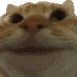 Cat_Agree