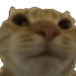 Cat_Disagree