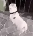 dogdance dogdance