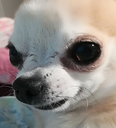 A close-up of a chihuahua with a squinty, judgmental expression.