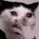 CatCry