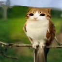 :catbutbird: