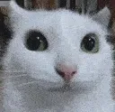 death_stare death_stare