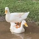 duck