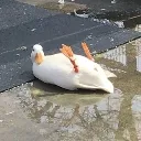 duck