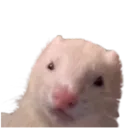 Ferret_Stare