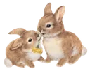 Yumii_brownbunny