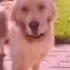 uncomfortabledog