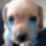 sadPerrito