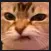 angy_cat