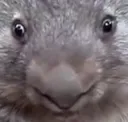 wstare wstare