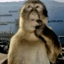 thinkingmonkey thinkingmonkey