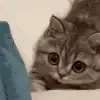 looking