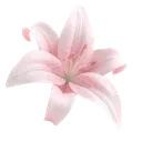 pi_flower