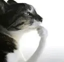 thethinker