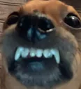 6832dog