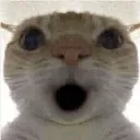 Shockedcat