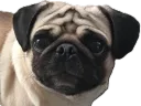 shitou