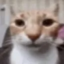 cat_bruh
