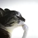 thinkingcat