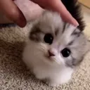 cutecatpet