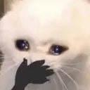 zhaww
