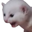 kacatscream