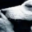 A dog with a finger held to its mouth in a shushing gesture.