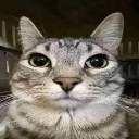 Cat_Stare Discord sticker from ラウンジ