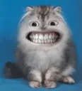 catsmile